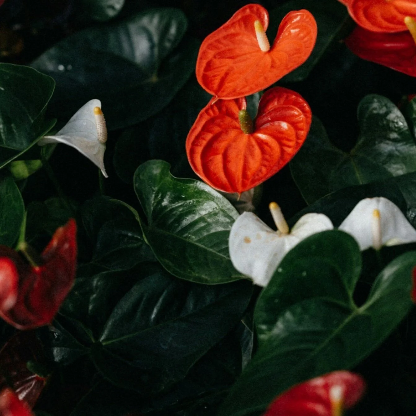 Annie Spratt  &nbsp; &nbsp; &nbsp; &nbsp; &nbsp; &nbsp; &nbsp; &nbsp; &nbsp; &nbsp; &nbsp; unsplash-image