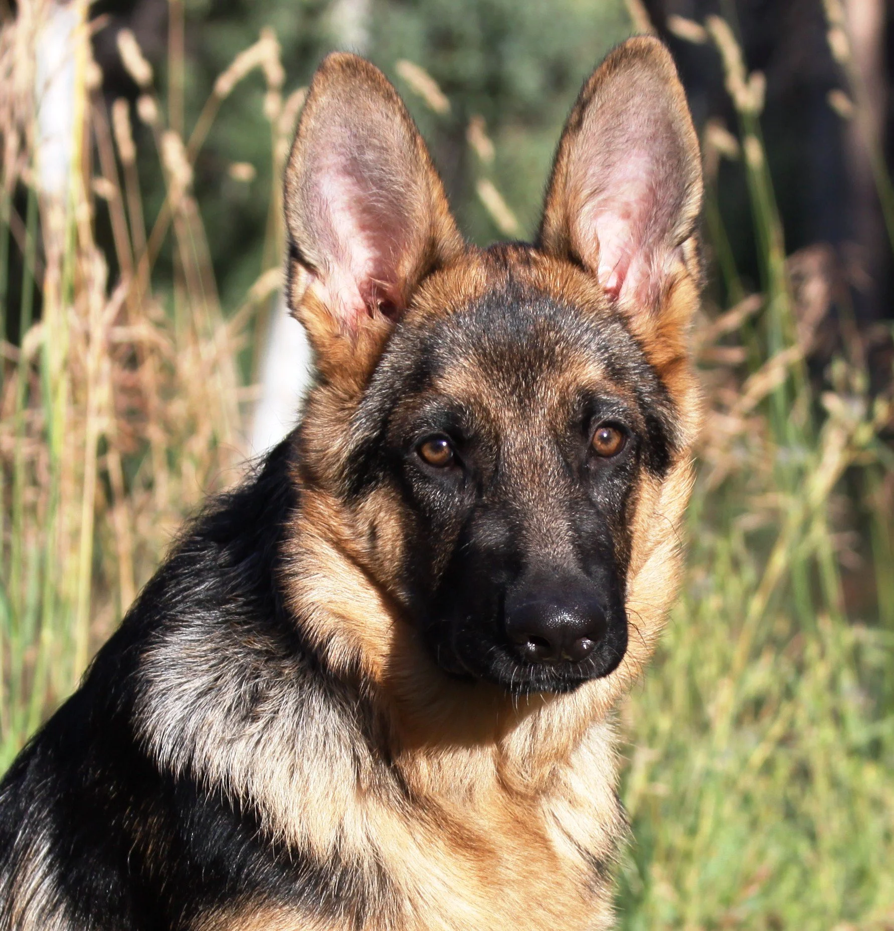 Clinical Practice Guidelines vs. Standard of Care in Litigation preview image