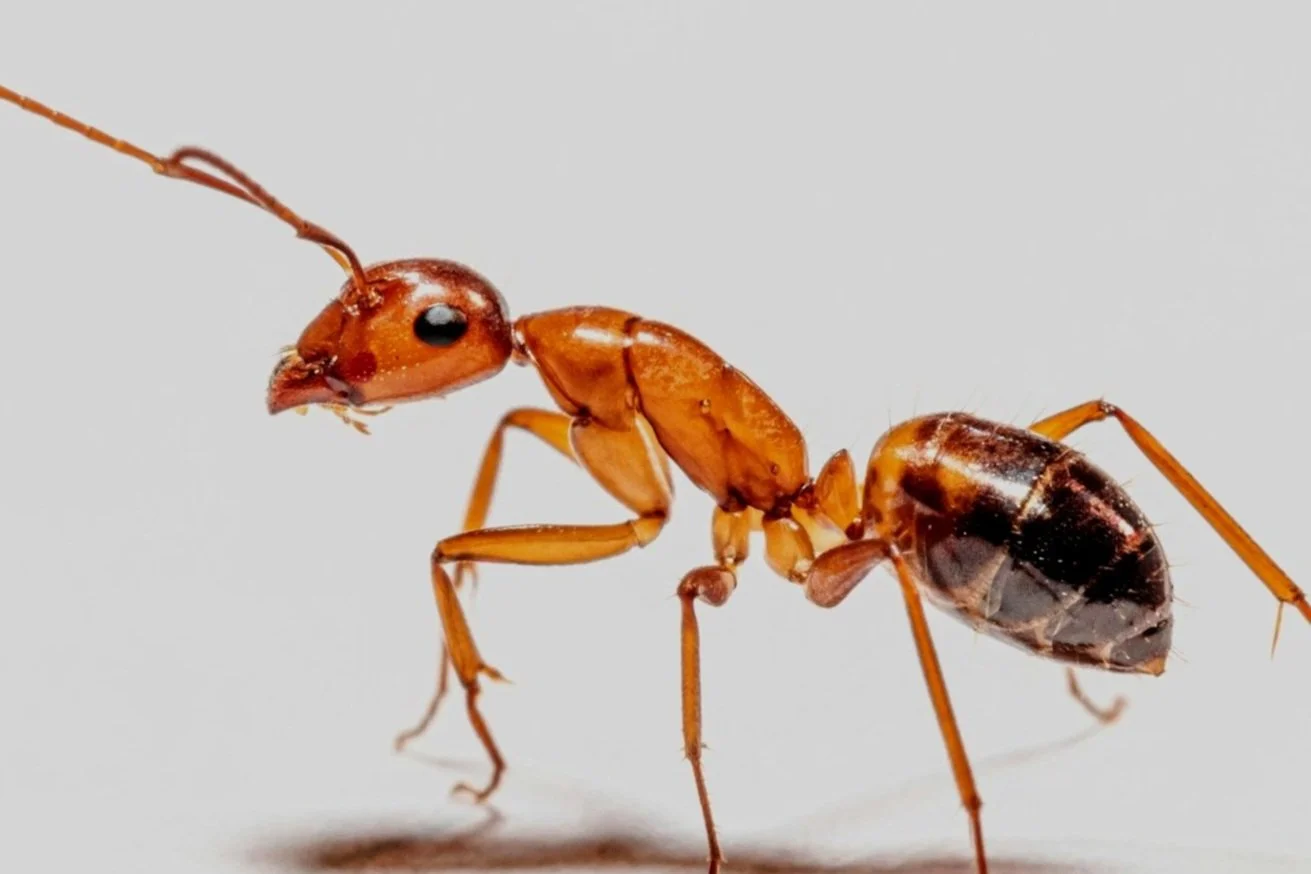 Peter F. Wolf                  unspl img