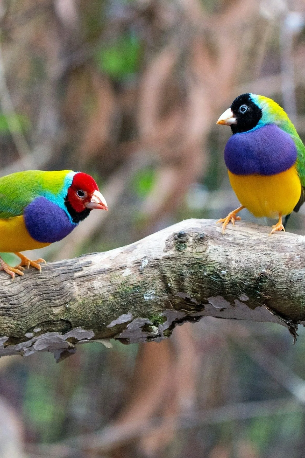 I can do anything you can do, better. .