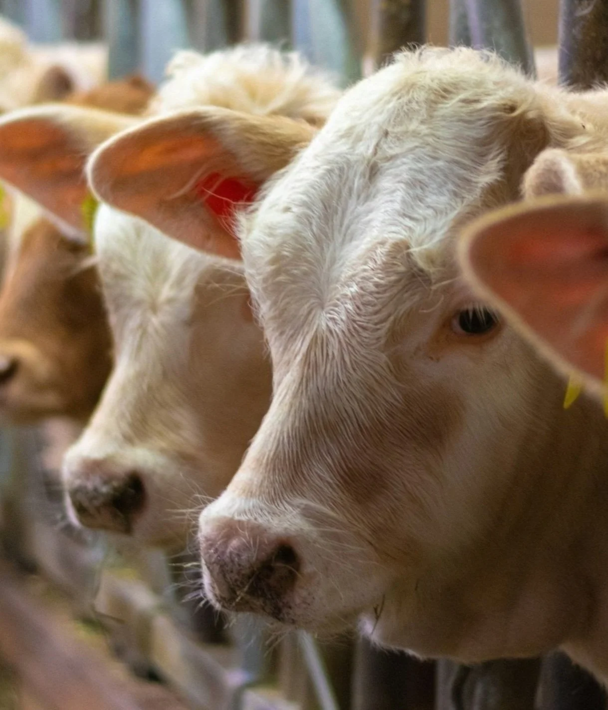 Moms On Call At the Hospital    unspl img