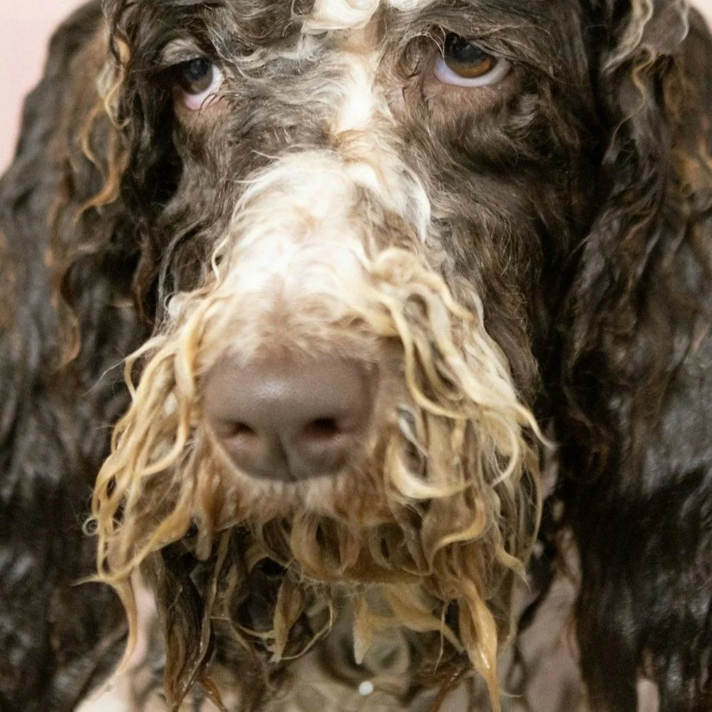 benjamin lehman  unspl img