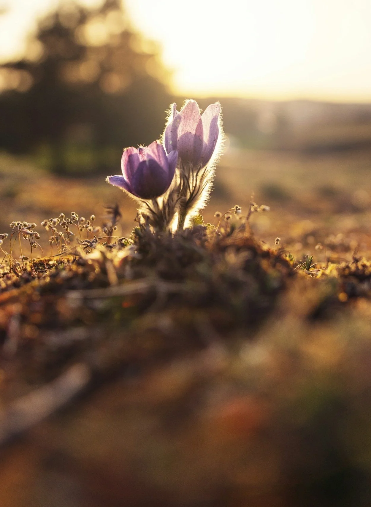 Ales Maze         unspl img