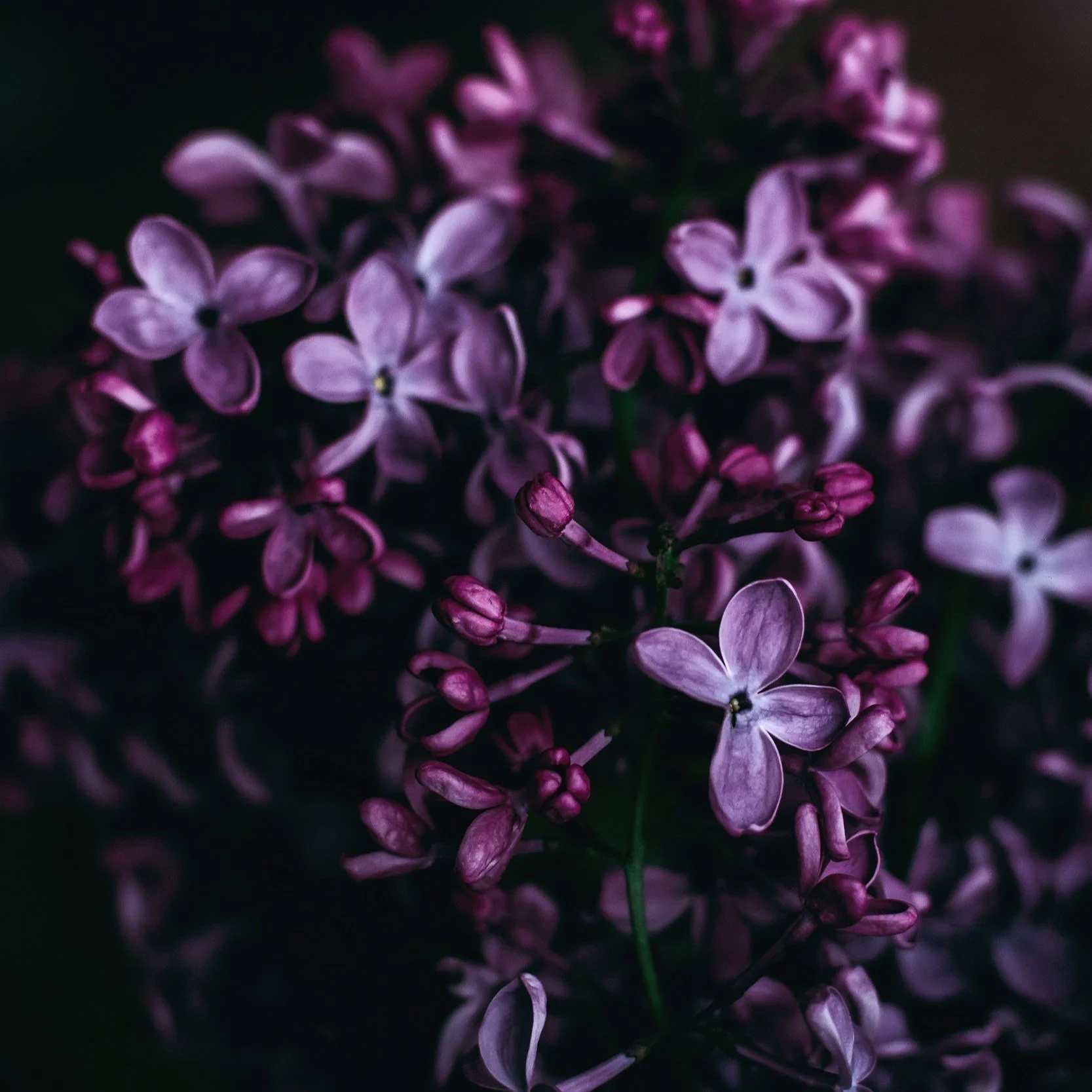 Roksolana Zasiadko                        unspl img