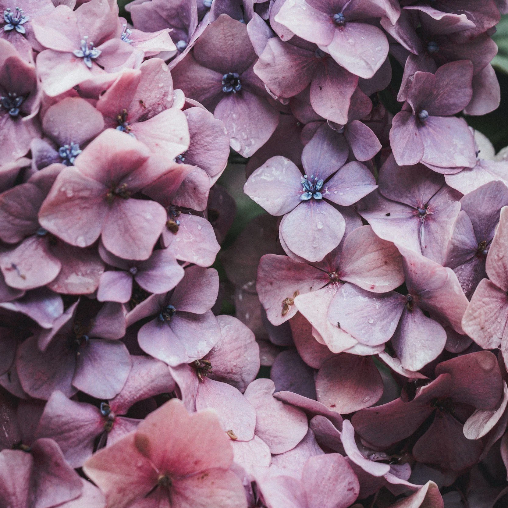 Annie Spratt                          unspl img