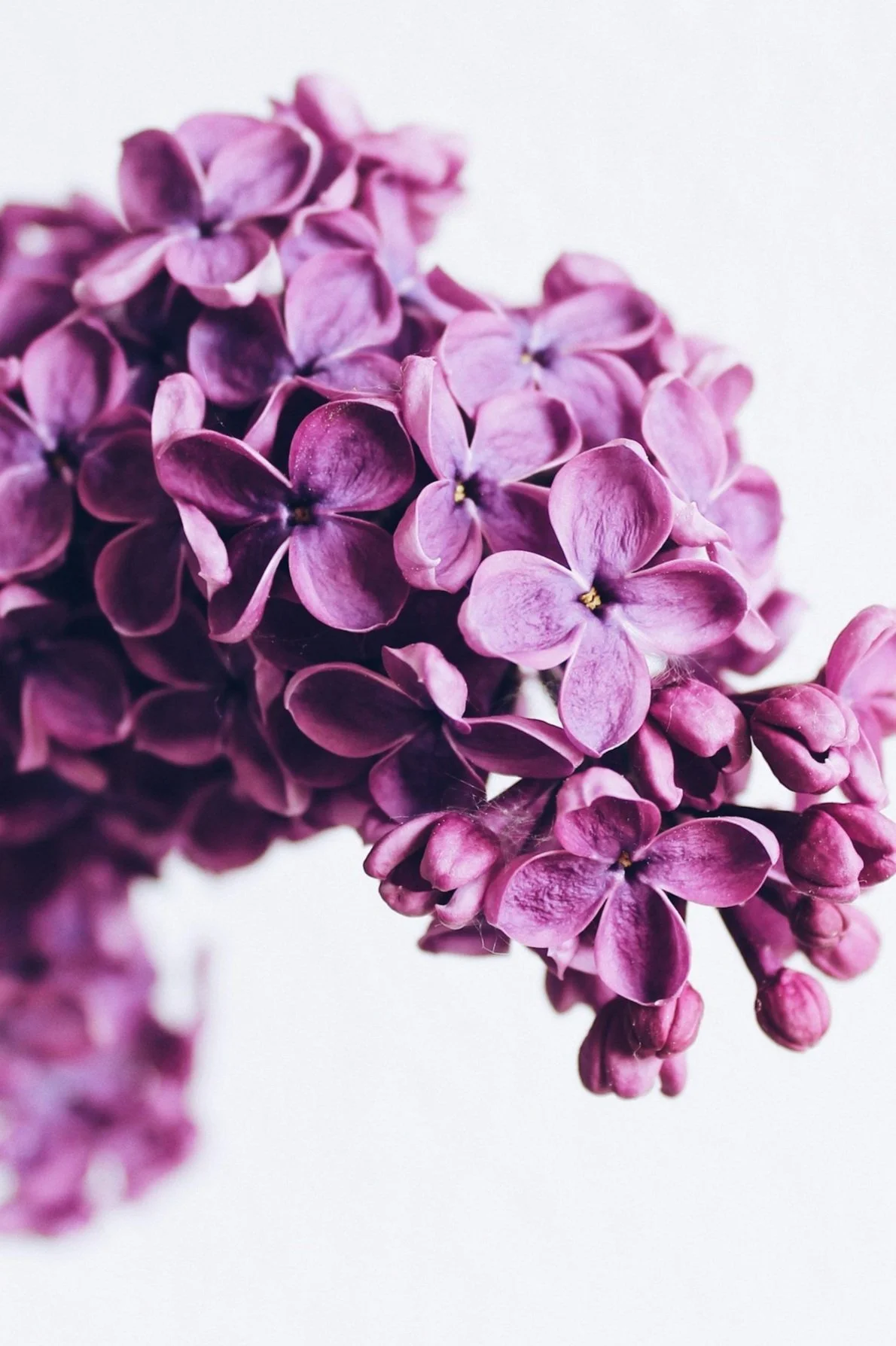 Anna Meshkov                        unspl img