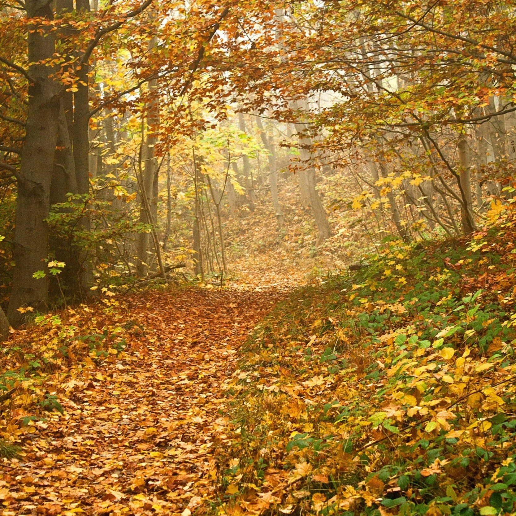 Zachary Domes unspl img