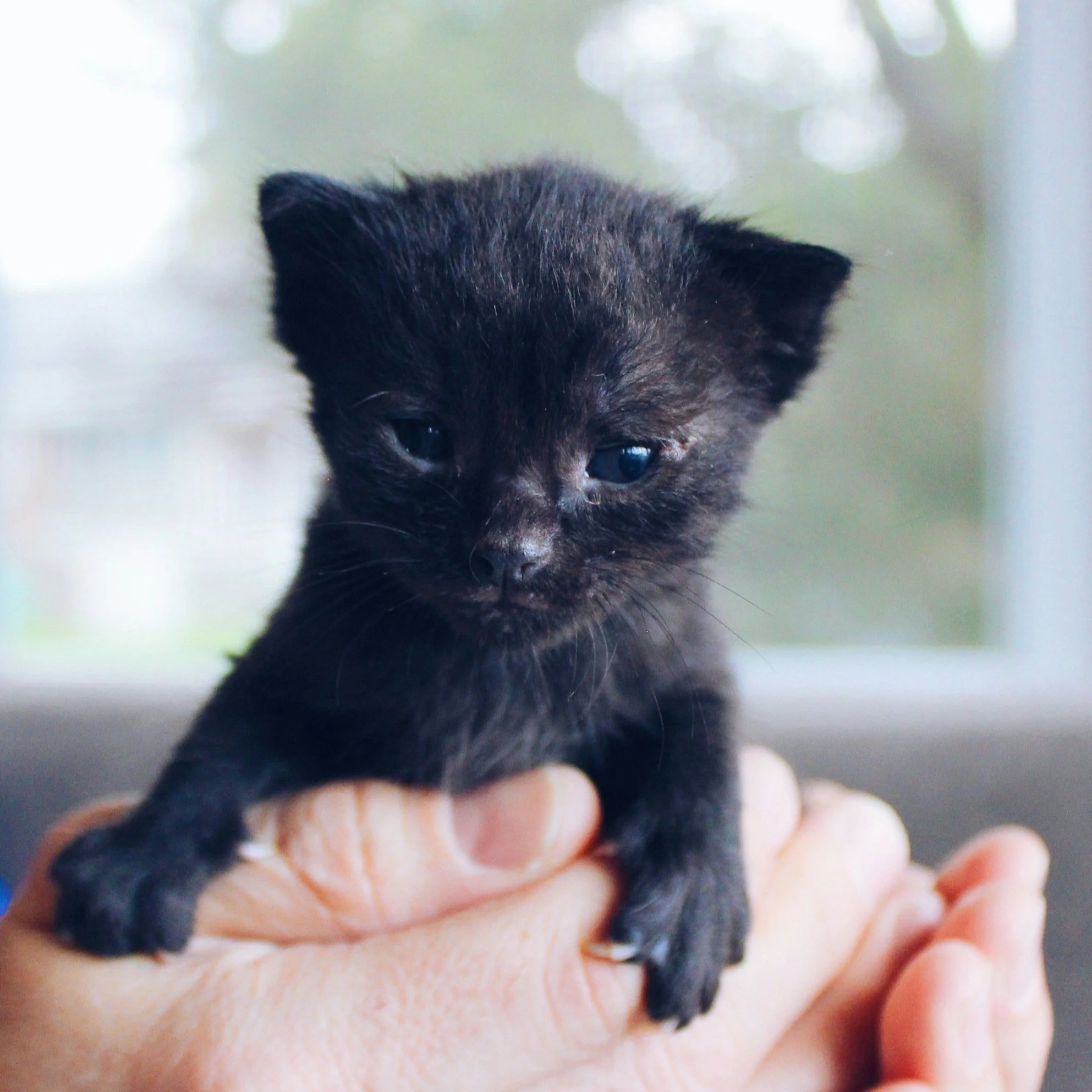 The Lucky Neko                                                                            unspl img