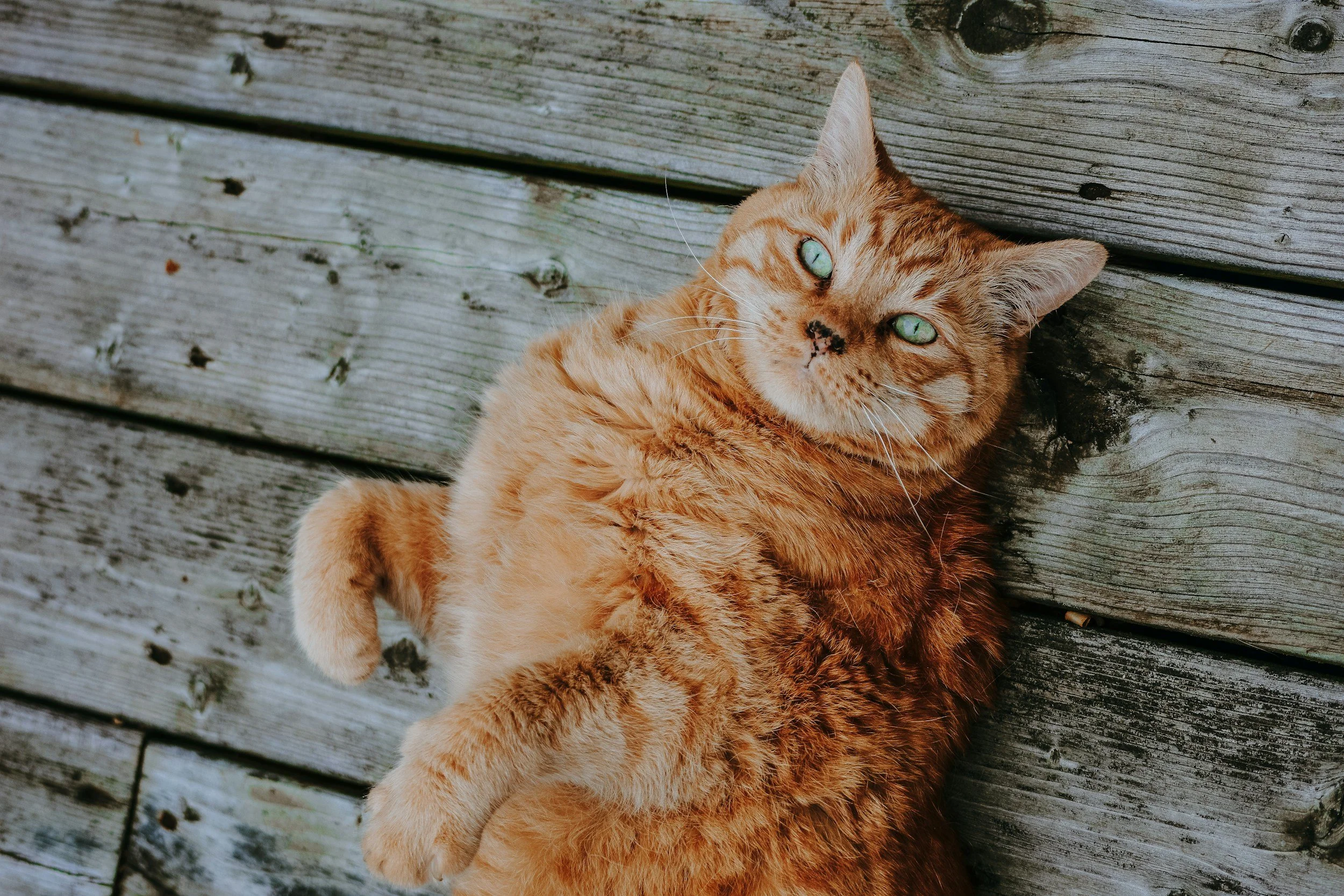 Jacylan   Beales                                                                              unspl img