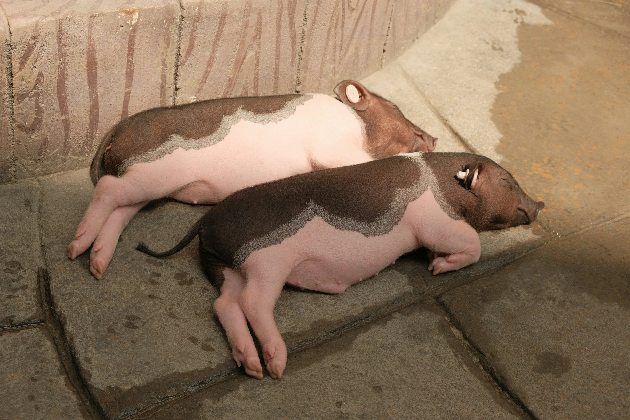 Jiayu Chan                                                                                    unsplash